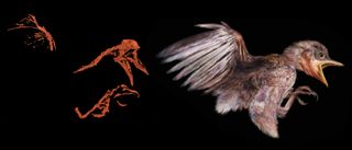 CT data revealed the avian fledgling trapped in the amber, here pictured next to a reconstruction showing how the animal may have looked in life.