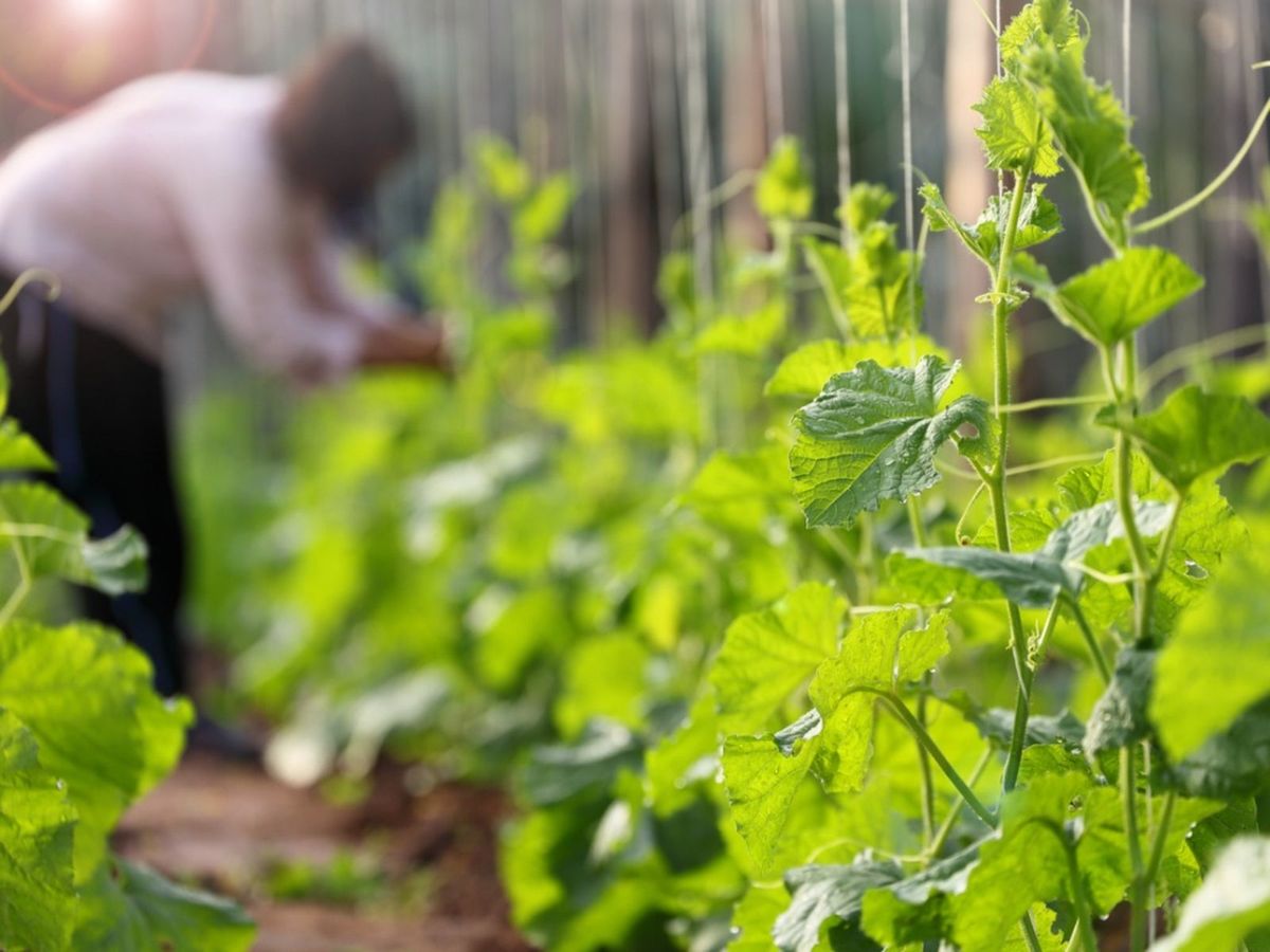 Vertical Gardening: Grow More Vegetables in Less Space