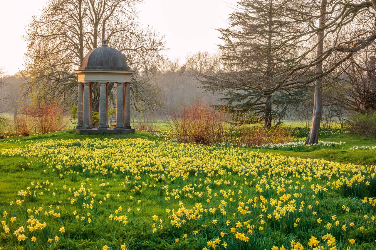 Lent lilies: wild daffodils self-seed across the lawn with paler Victorian narcissus ranged around the tree on the right — The Wild Garden at Doddington Hall, Lincolnshire. ©Clive Nichols.