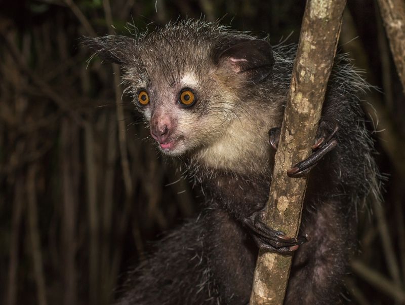 An aye-aye in Madagascar.