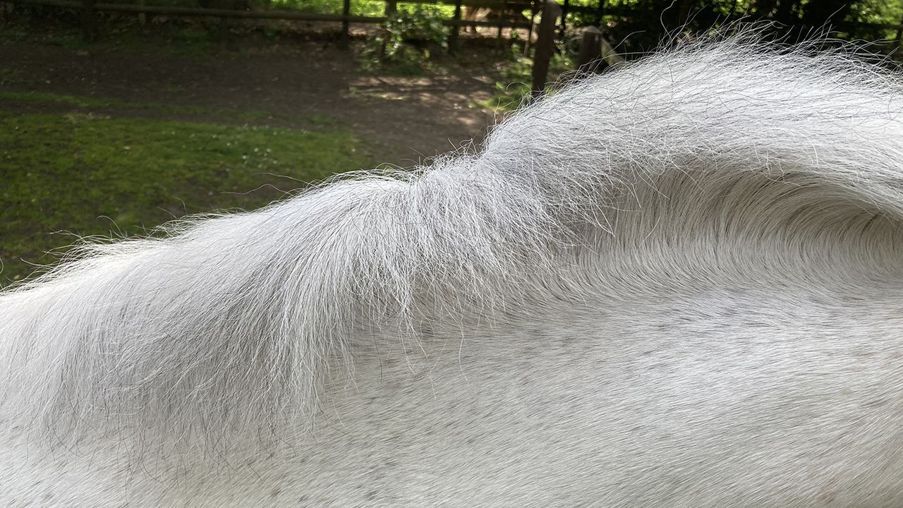 After using Blue Snow Shampoo on the mane