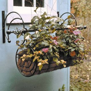 Black swing garden basket planter hanging on blue wall with a white window