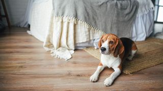Beagle on floor in bedroom