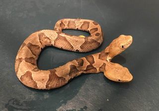 two-headed copperhead snake