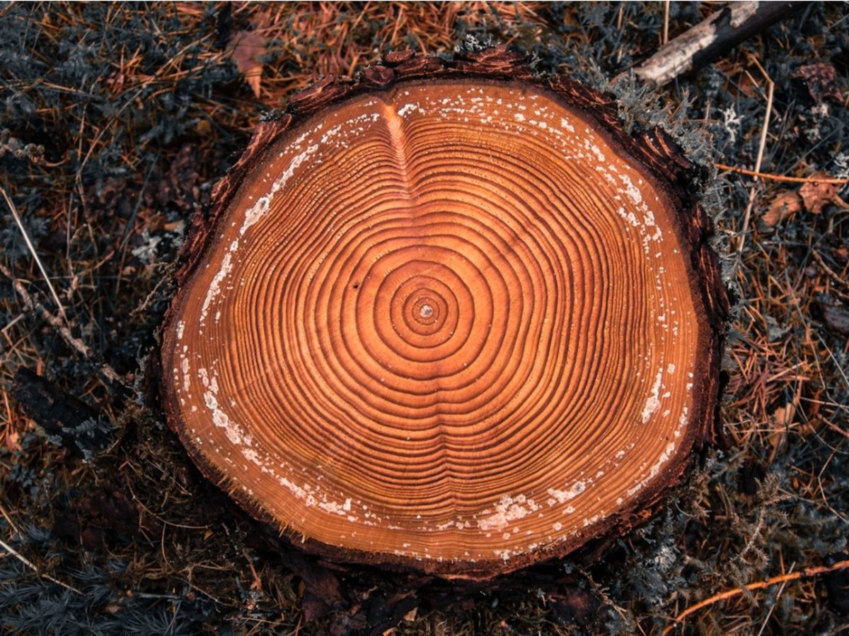 Freshly cut tree trunk with rings Stock Photo - Alamy