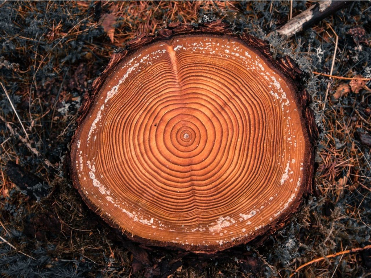 Rings On A Tree Trunk