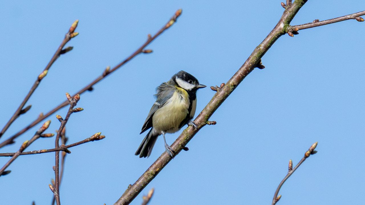 a great tit sat on a tree branch