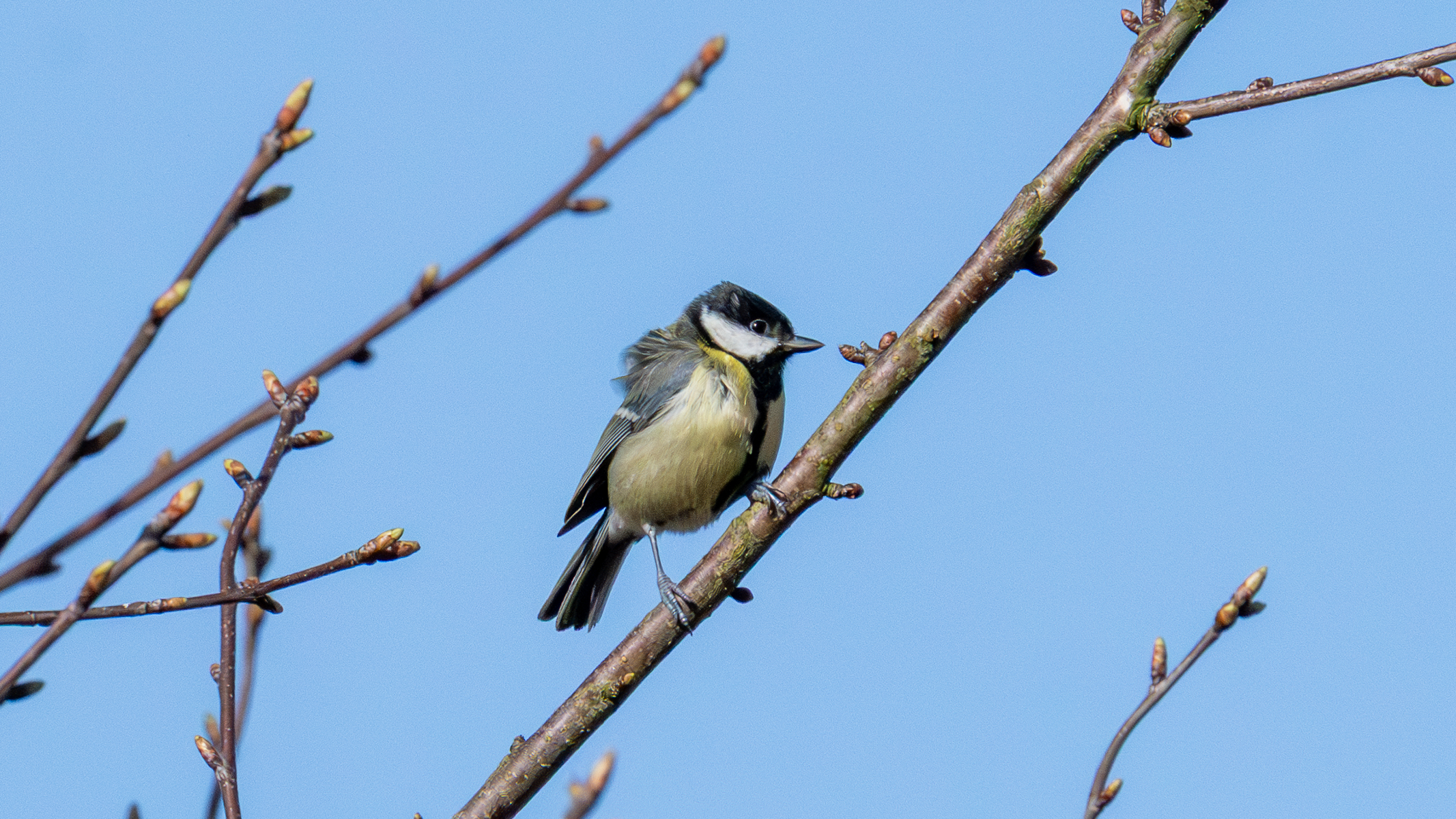a great tit sat on a tree branch