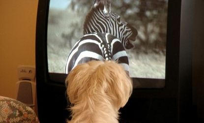 A dog watches human programming: DOGTV, a cable network devoted entirely to dogs, promises shows that will encourage playfulness and soothe lonely pups.