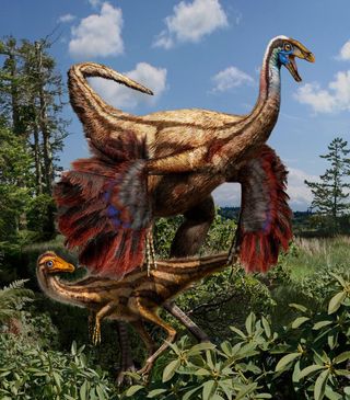 Ornithomimid feathered dinosaurs