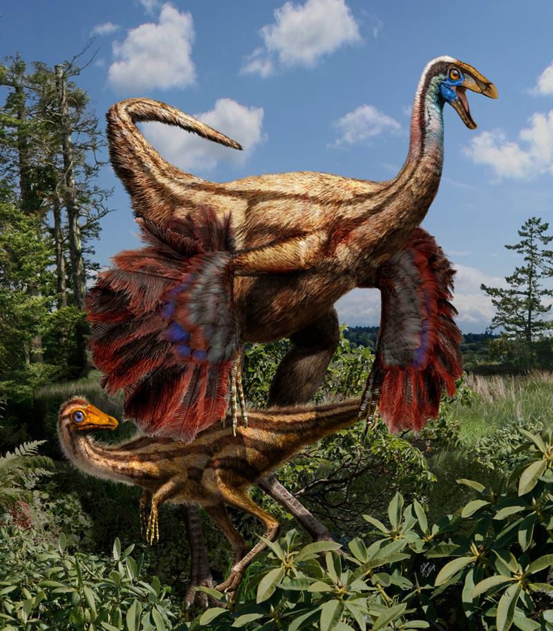 Ornithomimid feathered dinosaurs