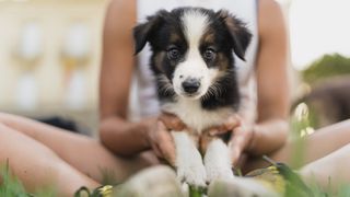 Portrait of a border collie puppy sitting with his owner in the park