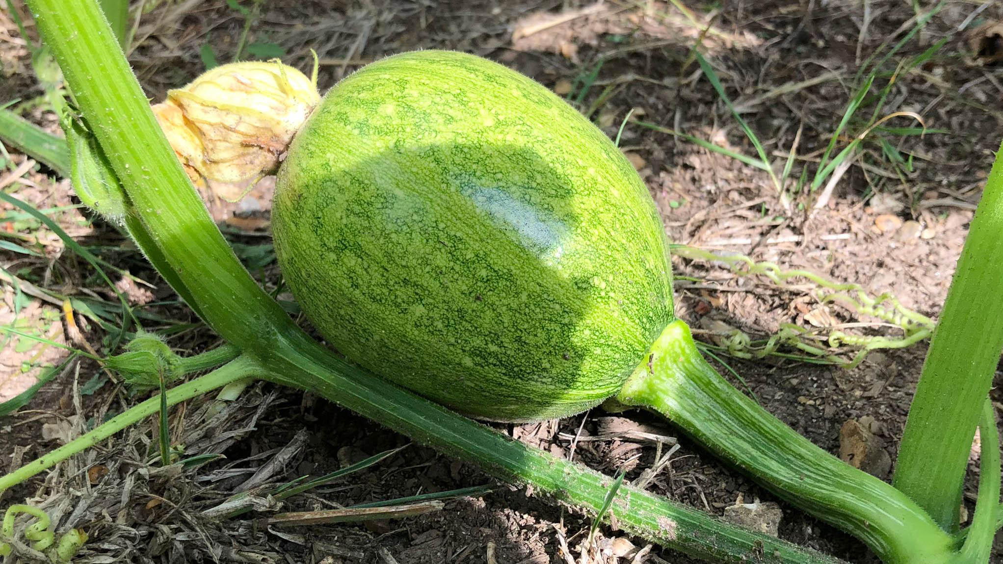 A pumpkin growing on the stem