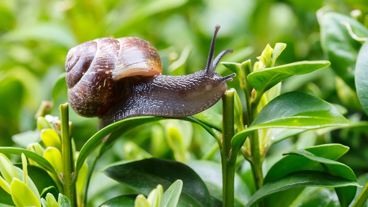 Snail on lush leaf