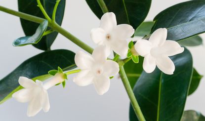 Jasmine plant close up