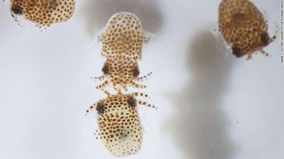 Baby bobtail squid just hours after hatching.