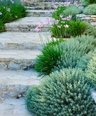 stone steps and drought tolerant plants