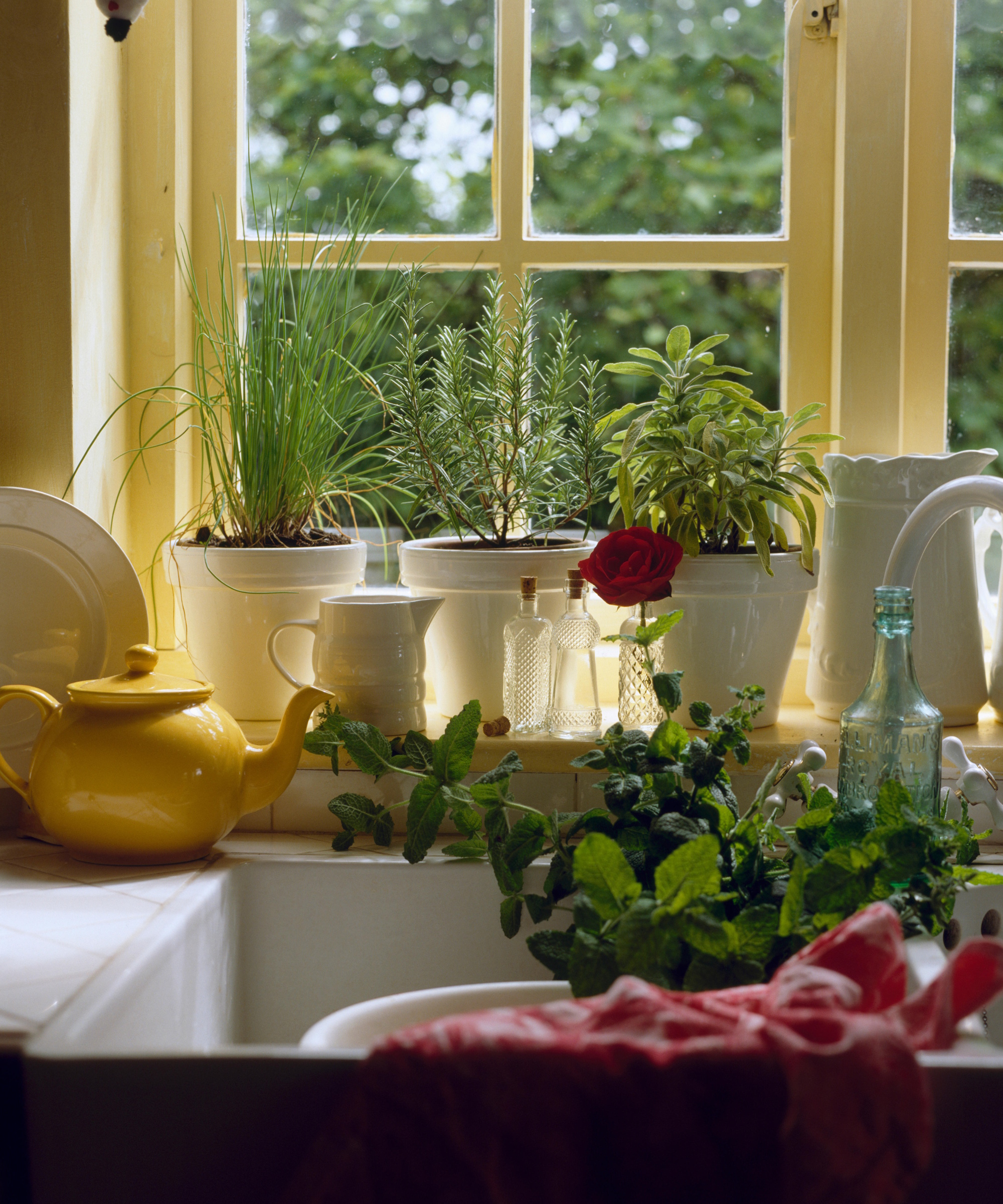 Indoor herb garden
