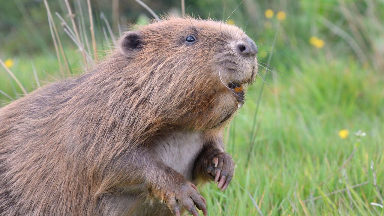 A Eurasian beaver in Devon  