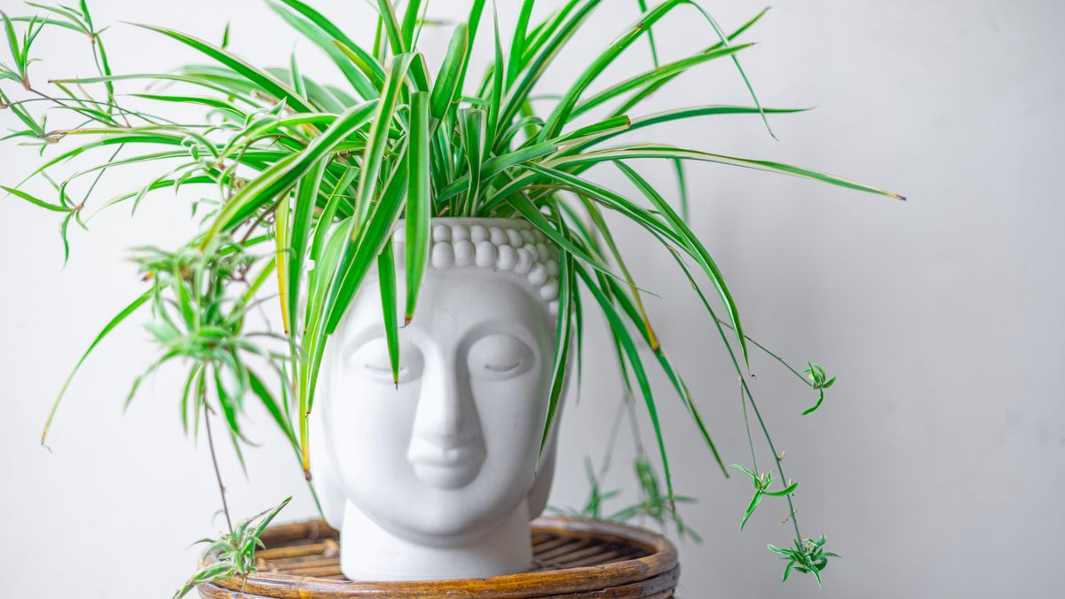 What to Do With a Spider Plant in July – 6 Easy Tasks for Lush, Cascading Foliage and Tons of Spider Plant Babies