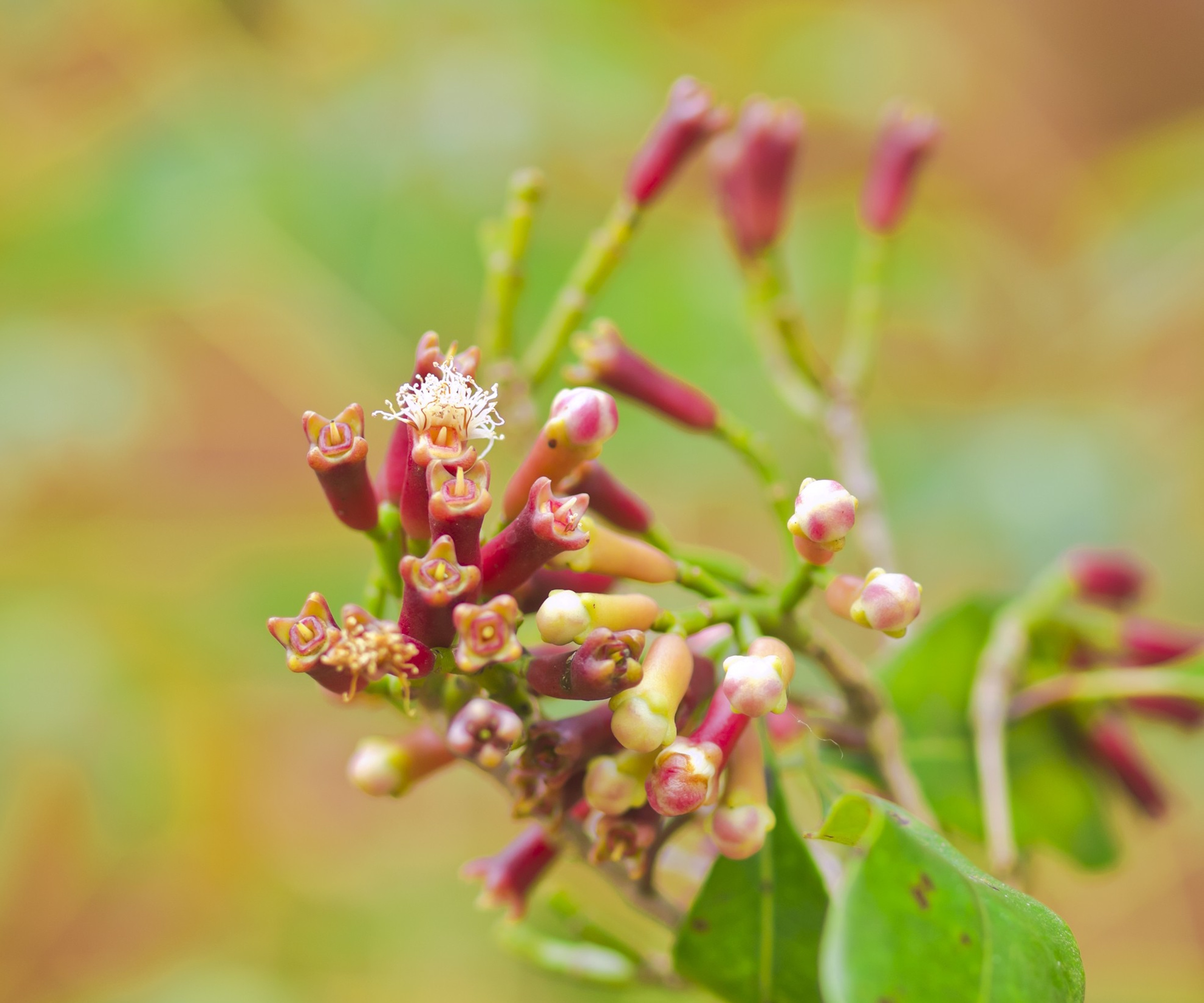 Clove tree with small white flowers and cloves forming during summer
