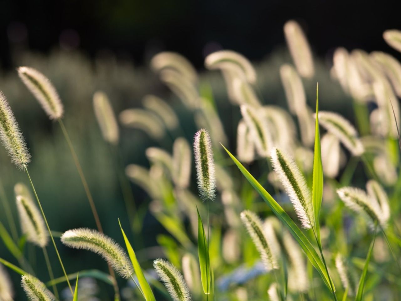 Foxtail Weeds