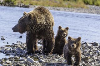 mother grizzly bear with cubs in katmai national park.