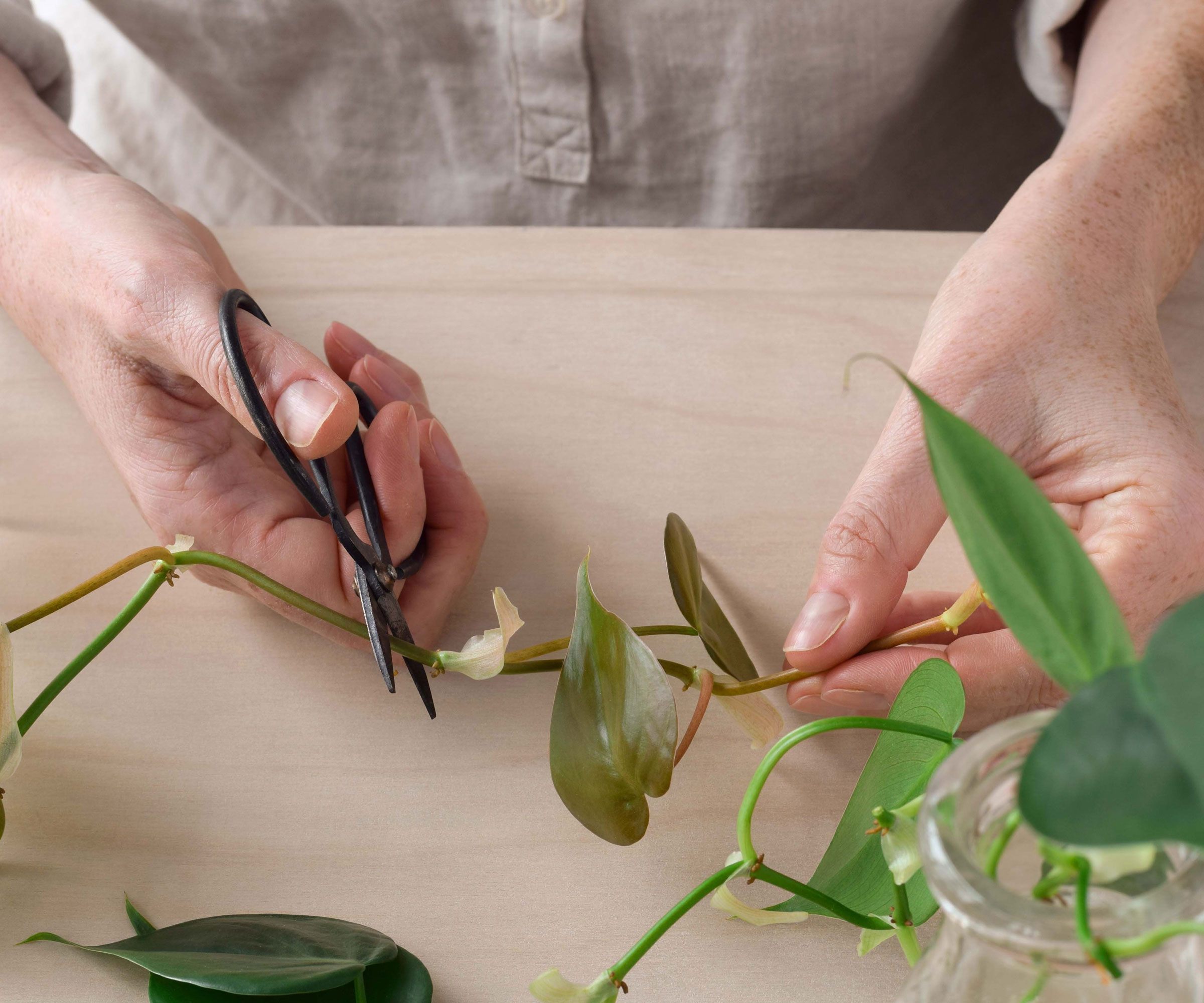 cutting vining houseplant with houseplant scissors on plain counter