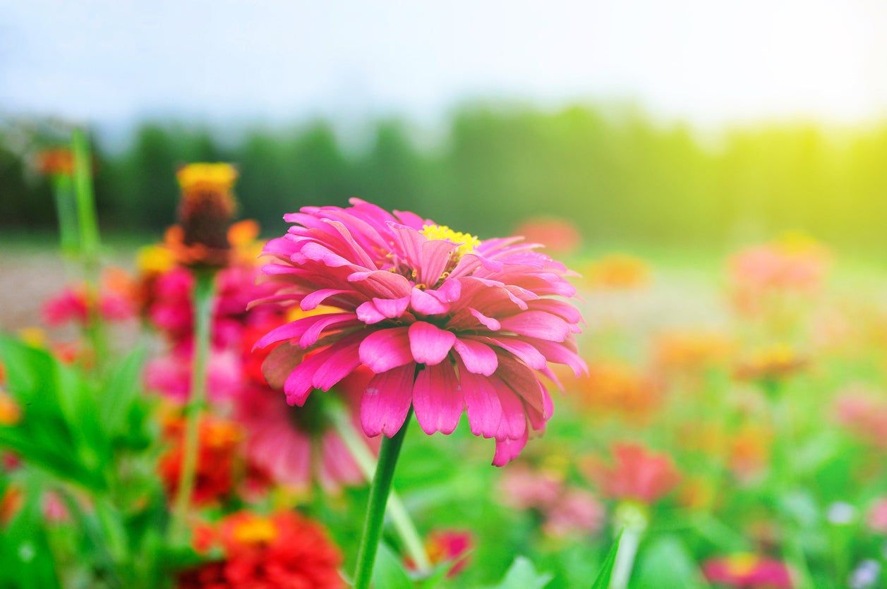 Field Of Zinnia Flowers