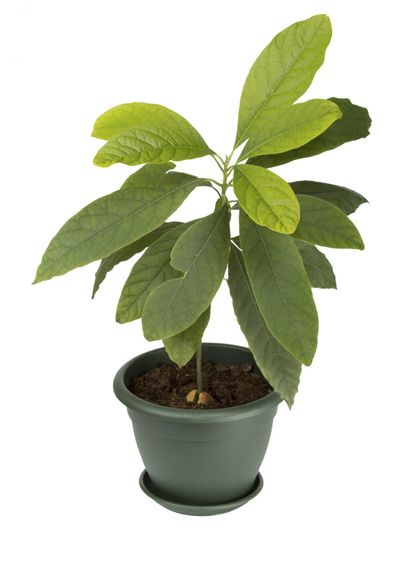 Avocado Houseplant