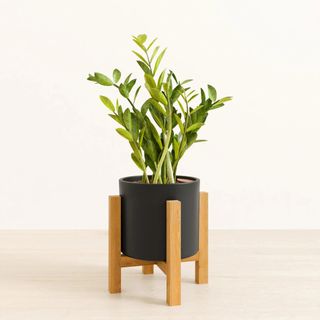 ZZ Plant in pot with wooden legs