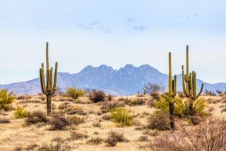 Saguaro cacti infront of the Mazatzal Mountains in Pheonix, Arizona.