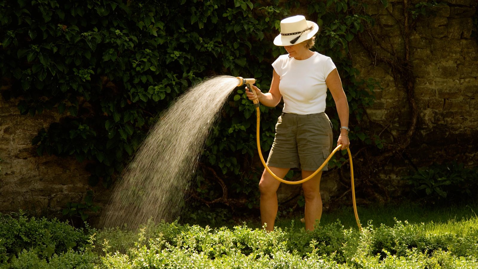 Best Time To Water Plants: Expert Guide To Keep Plants Happy | Gardening  Know How