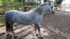 laminitis-pony1-copy.jpg