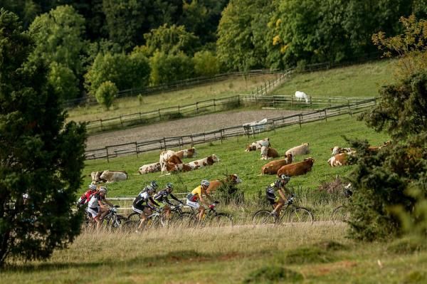 The lead group passes some cows.