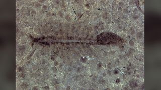 Newly discovered species of freshwater shrimp called Koonwarrella 