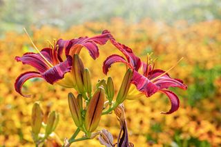 Beautiful summer flowering Hemerocallis 'Stafford' or daylily Stafford, vibrant flowers in soft sunshine