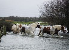 Christchurch-flood-horses1.jpg