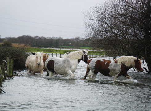 Christchurch-flood-horses1.jpg