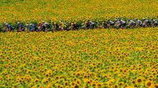 A general view of Jonas Vingegaard of Denmark and Team Jumbo-Visma - Yellow leader jersey, Tadej Pogacar of Slovenia and UAE Team Emirates - White Best Young Rider Jersey and the peloton passing through a sunflowers field during the stage eight of the 110th Tour de France 2023 a 200.7km stage from Libourne to Limoges / #UCIWT / on July 08, 2023 in Limoges, France. (Photo by David Ramos/Getty Images)