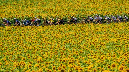 A general view of Jonas Vingegaard of Denmark and Team Jumbo-Visma - Yellow leader jersey, Tadej Pogacar of Slovenia and UAE Team Emirates - White Best Young Rider Jersey and the peloton passing through a sunflowers field during the stage eight of the 110th Tour de France 2023 a 200.7km stage from Libourne to Limoges / #UCIWT / on July 08, 2023 in Limoges, France. (Photo by David Ramos/Getty Images)
