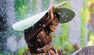 (c) Andrew Suryono, Indonesia, Entry, Nature and Wildlife Category, Open Competition, 2015 Sony World Photography Awards Image title: Orangutan in The RainImage description: I was taking pict