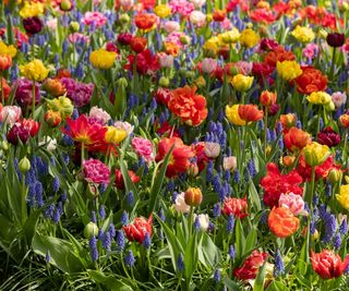 Colorful spring bulb flowers planted en masse