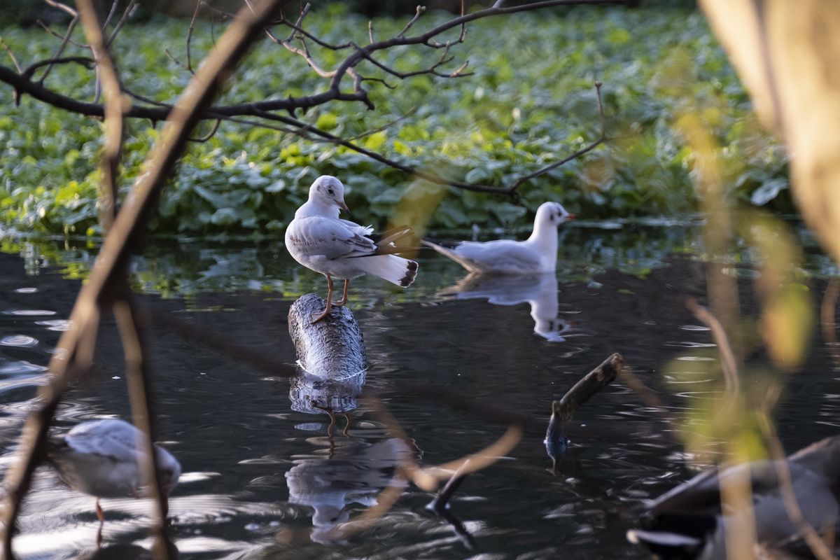 Fujifilm X-S10 sample images