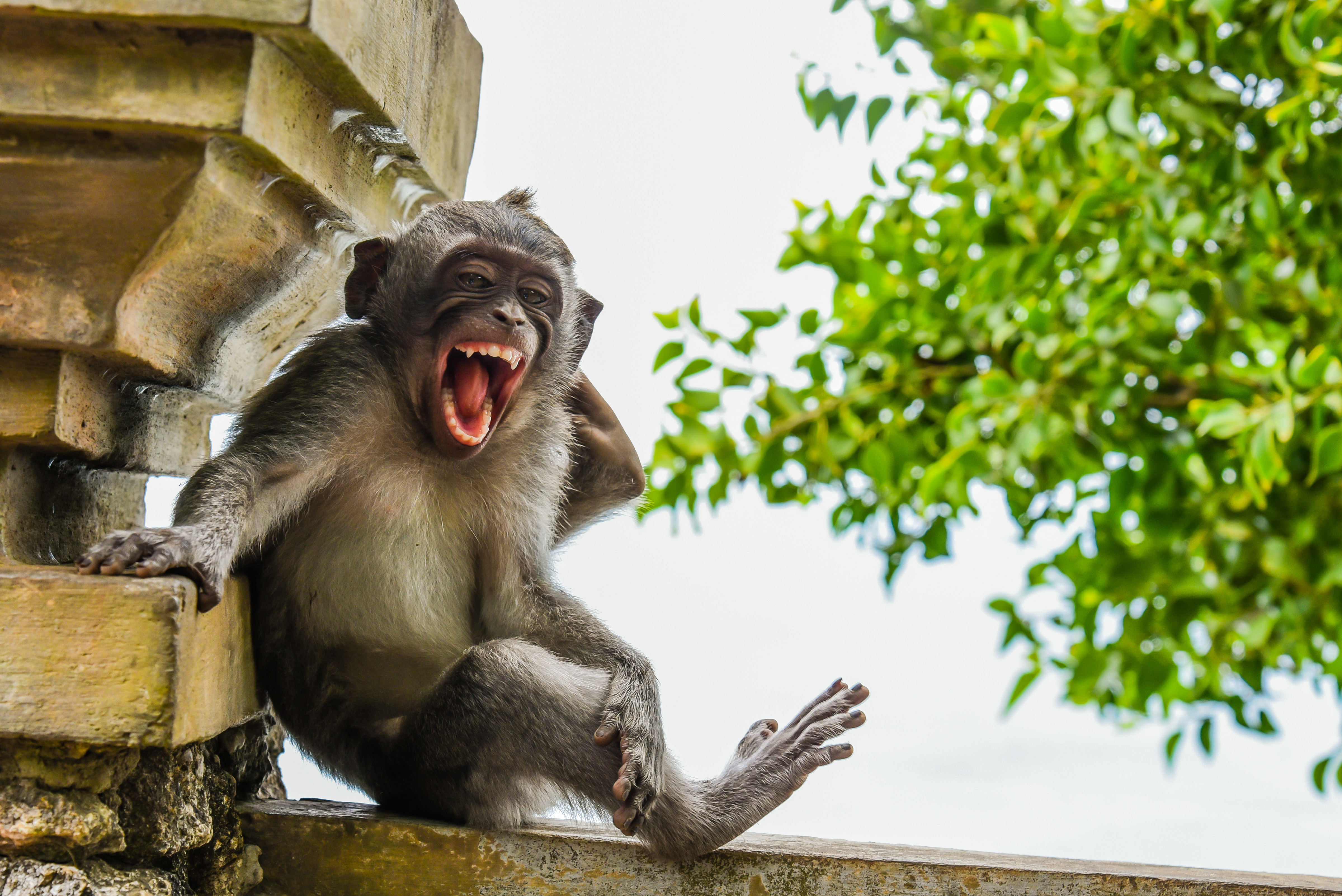 Macaque striking a pose