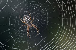 A spider on a spiderweb