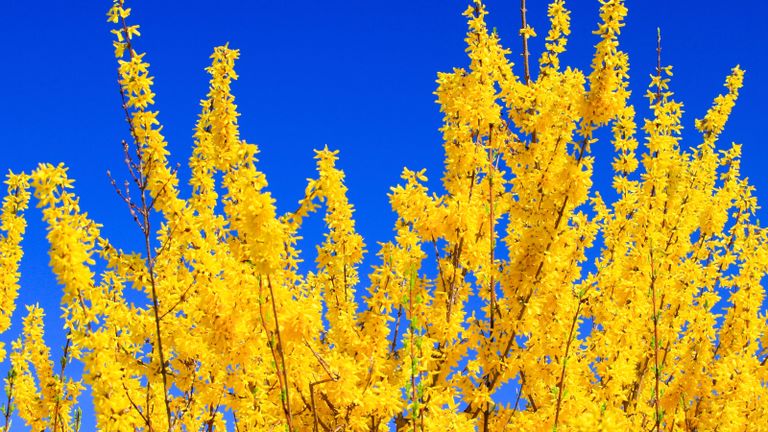 Forsythia filled with yellow flowers in spring