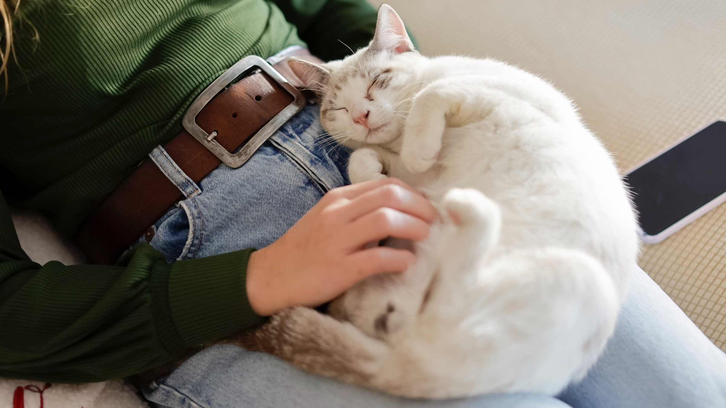 Cat sleeping on woman's lap