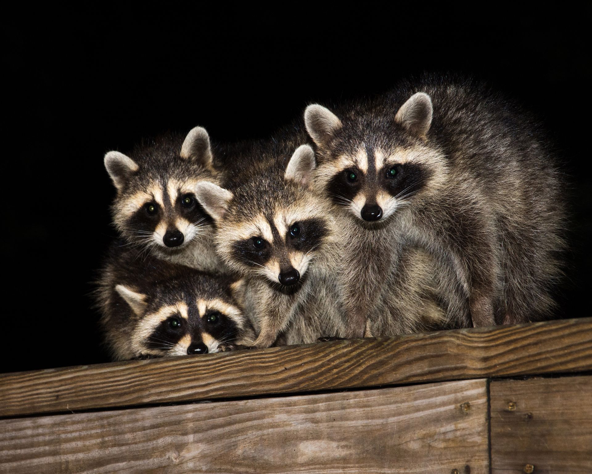 How to keep raccoons away from your backyard or porch | Real Homes