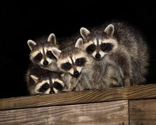 Four cute baby raccoons on a deck railing